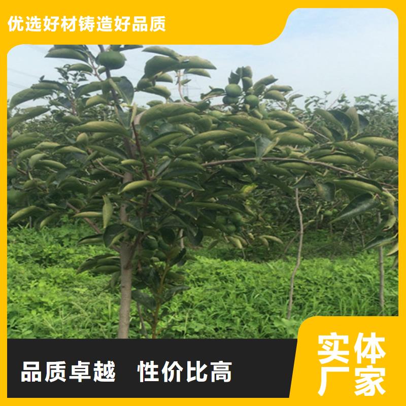 柿子桃树苗好品质售后无忧