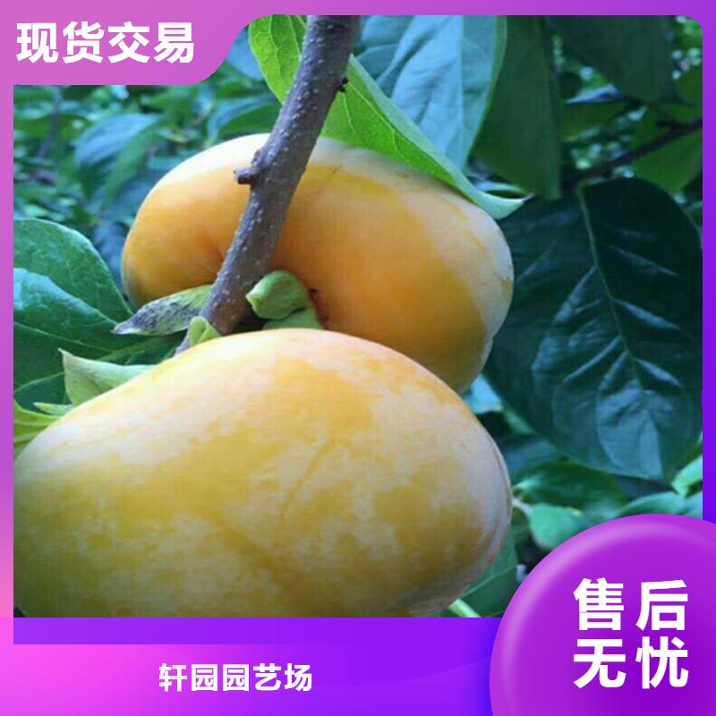 巧克力柿子苗质优价廉