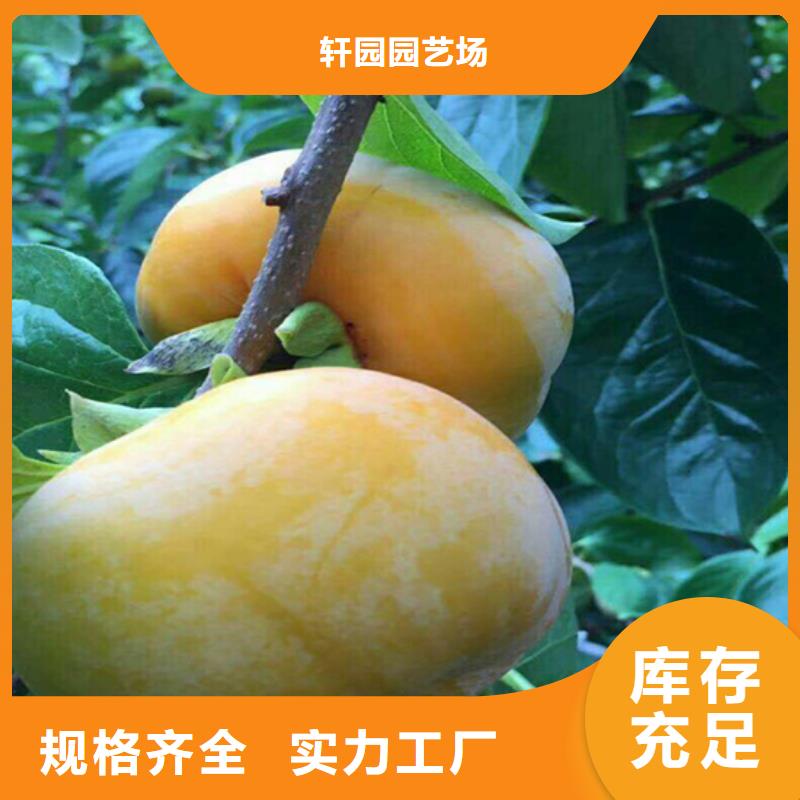柿子桃树苗好品质售后无忧