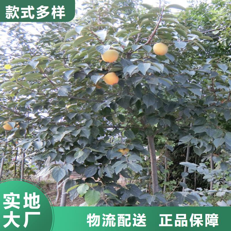 巧克力柿子苗质优价廉