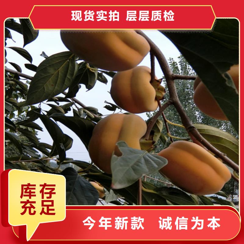 柿子苹果苗购买的是放心