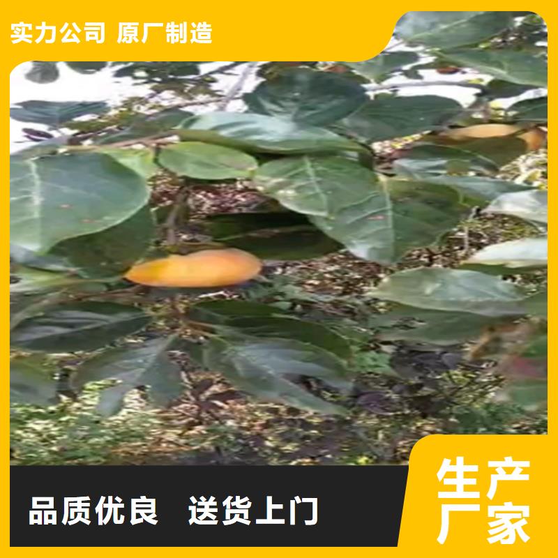 柿子树批发价格
