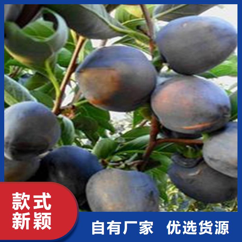 柿子苹果苗购买的是放心