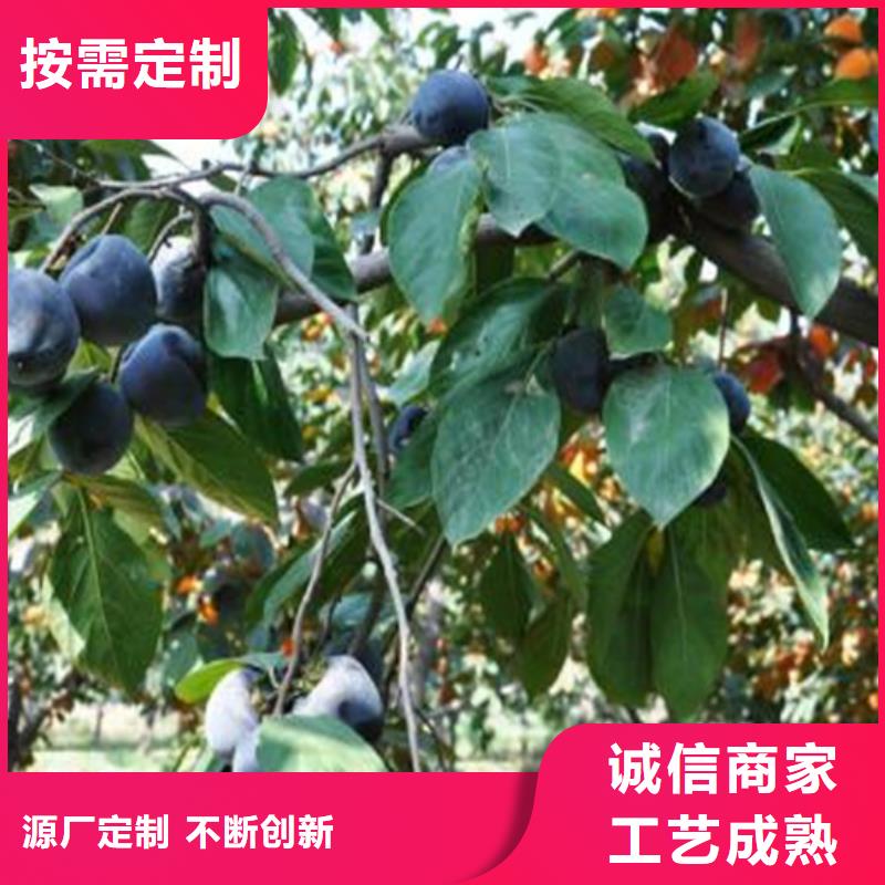 柿子树批发价格