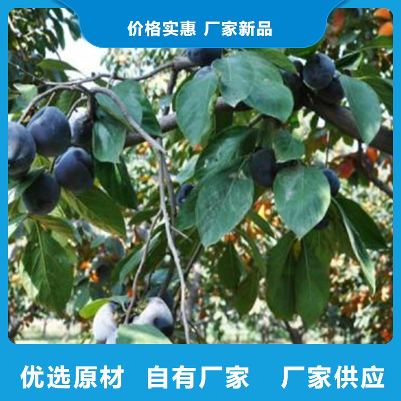 柿子苹果苗购买的是放心