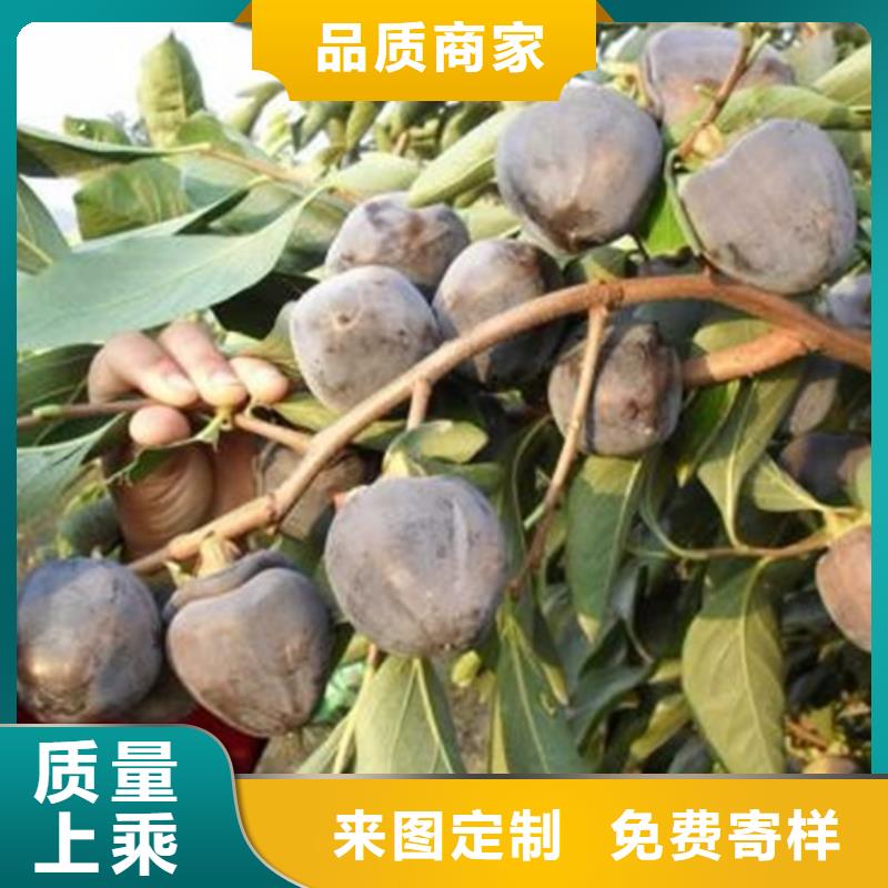 柿子苹果苗购买的是放心