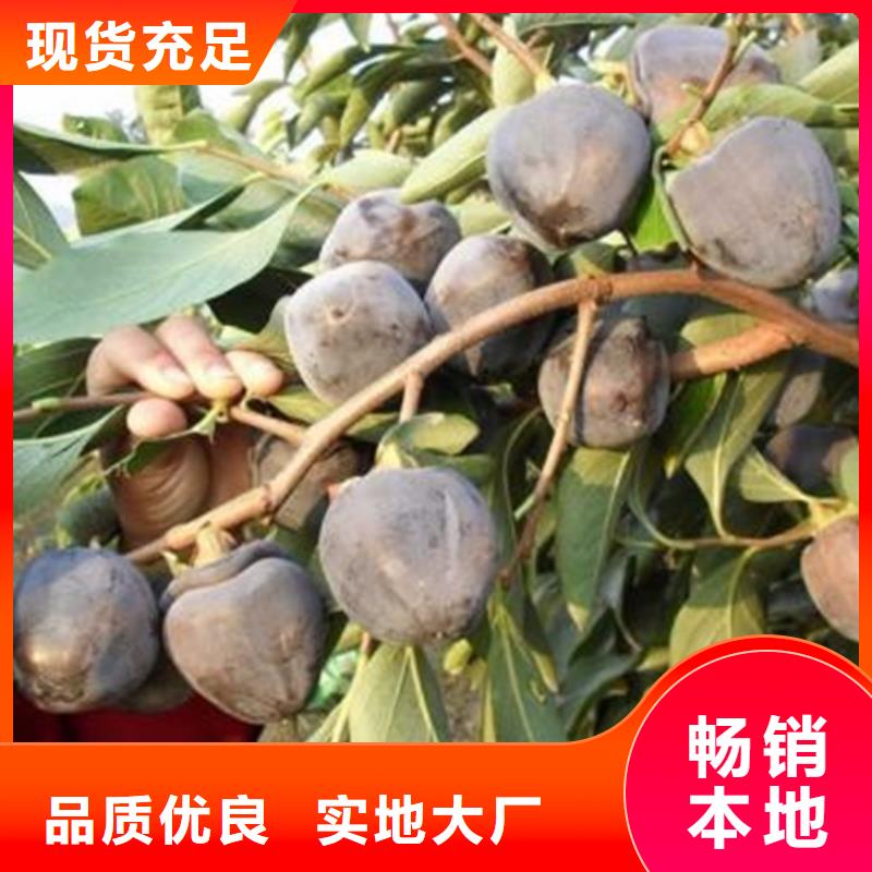 柿子石榴树苗好货直供