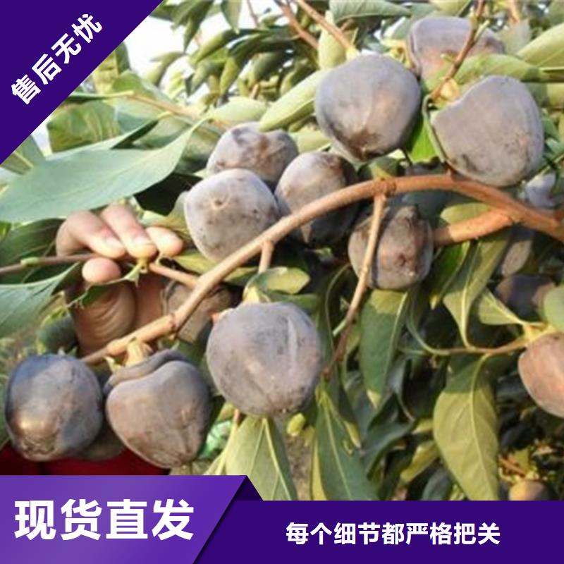 柿子树批发价格