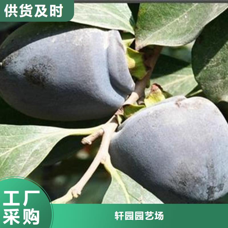 柿子桃树苗好品质售后无忧