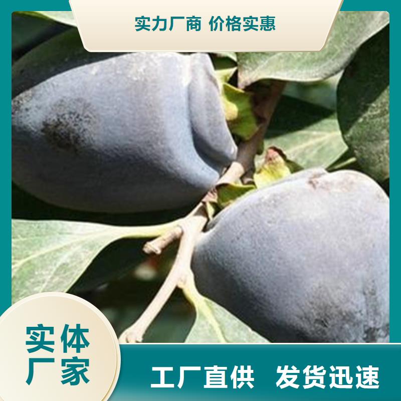 柿子树批发价格