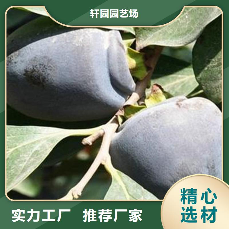 柿子石榴树苗好货直供
