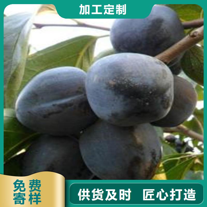 柿子苹果苗多种款式可随心选择