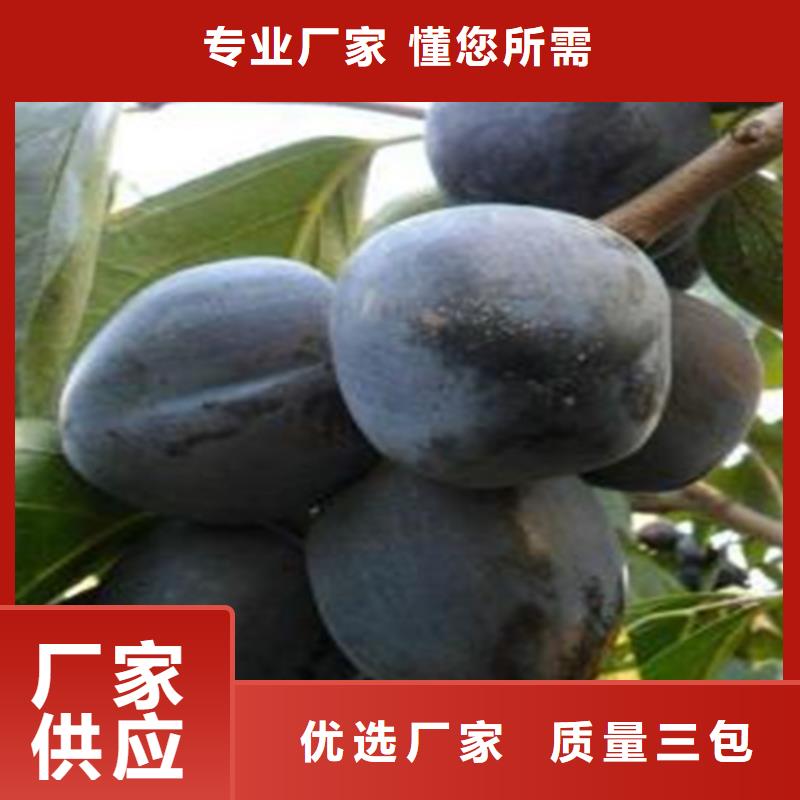 柿子樱桃苗定制速度快工期短