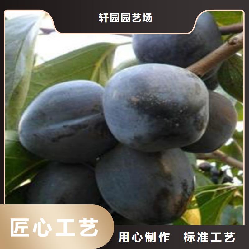 柿子树批发价格