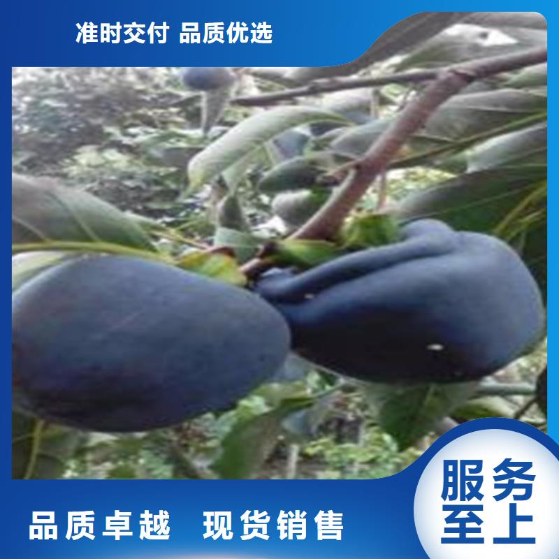 柿子石榴树苗好货直供