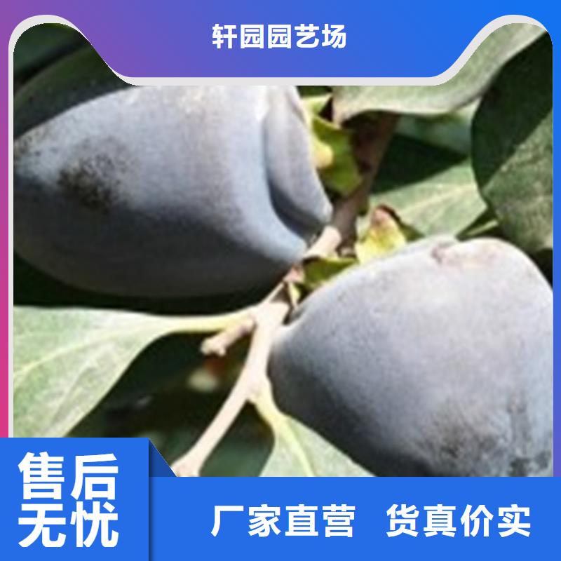 柿子树批发价格