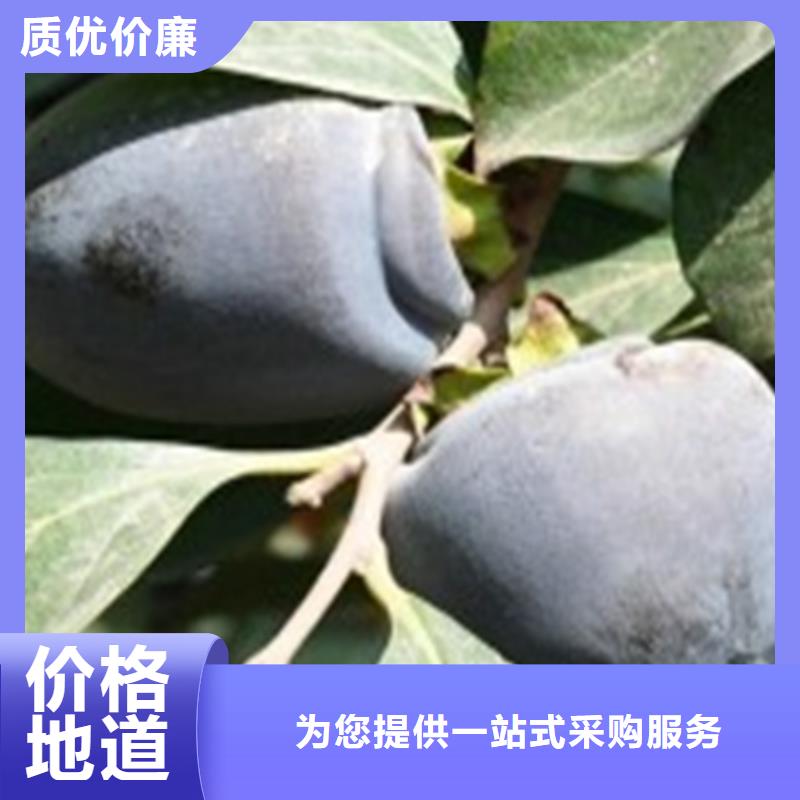 柿子石榴树苗好货直供