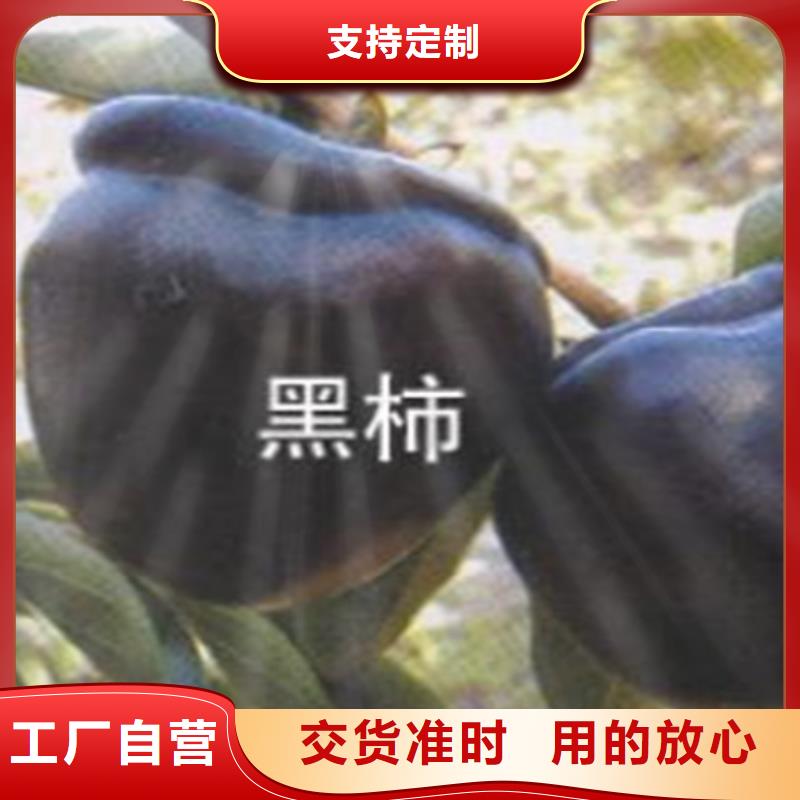 柿子桃树苗好品质售后无忧