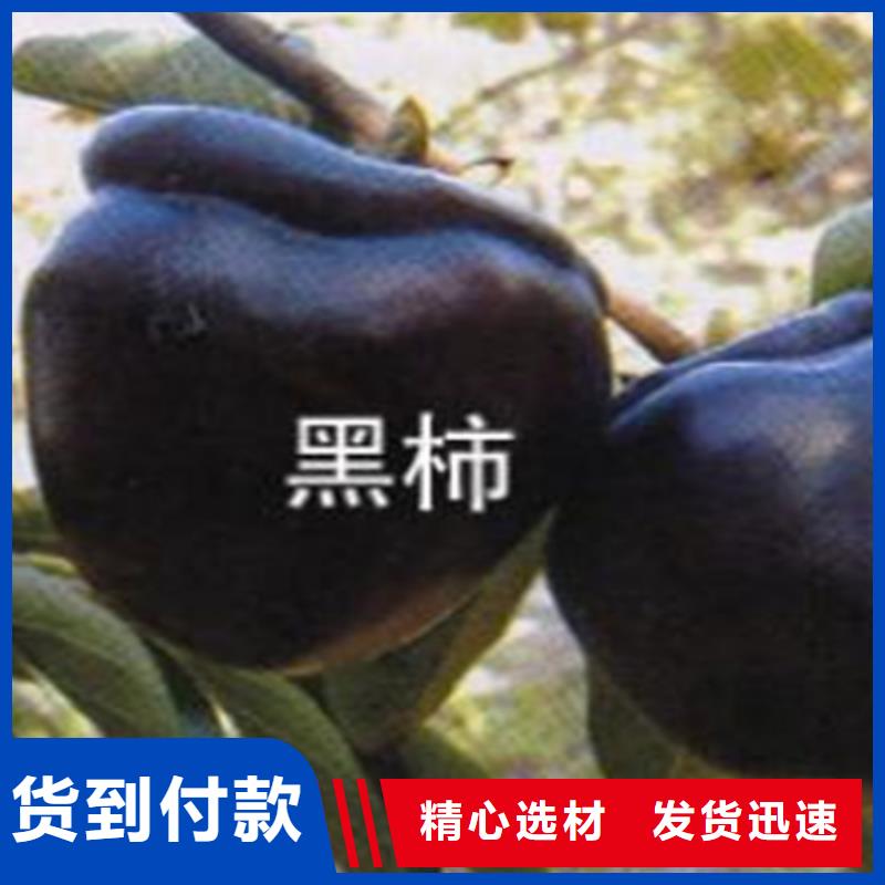 柿子樱桃苗定制速度快工期短