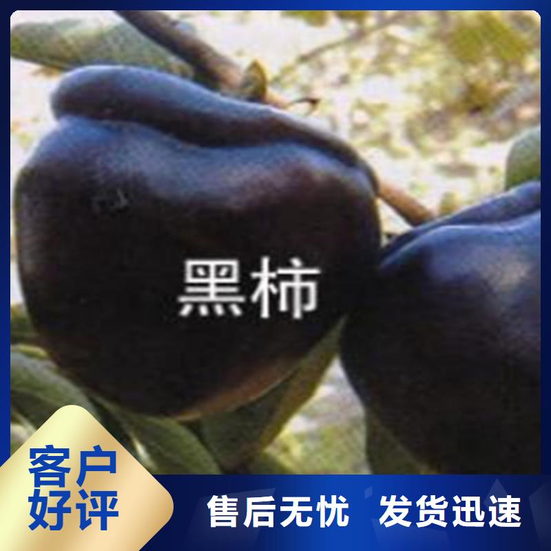 柿子石榴树苗好货直供