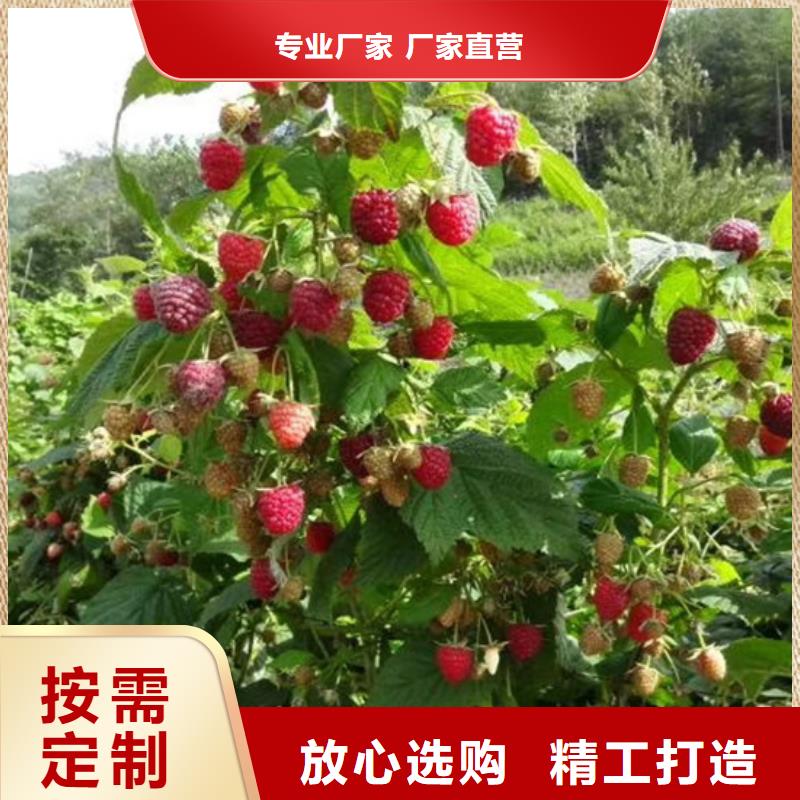 树莓苗成活率高