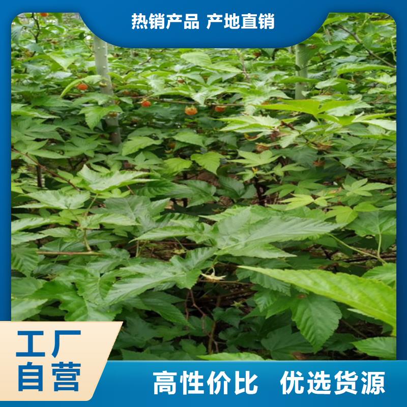 树莓石榴树实力优品