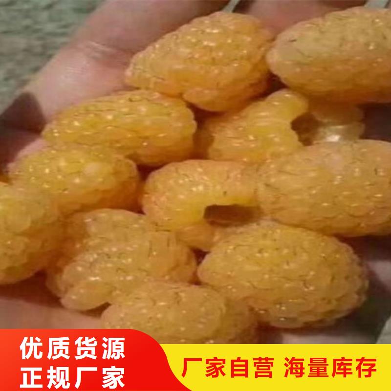 双季红树莓苗当年结果树
