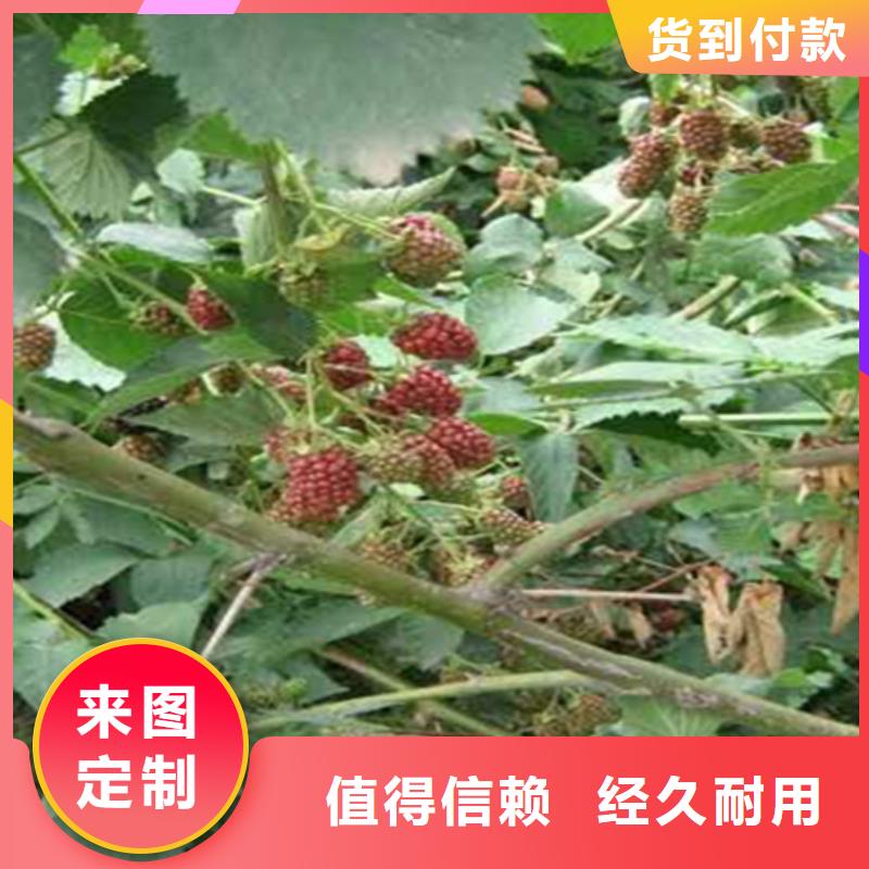 树莓苗价格