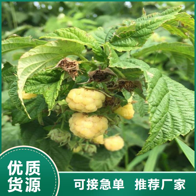 树莓苗成活率高