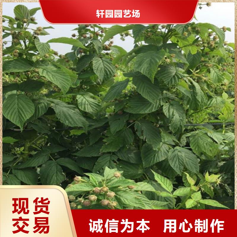 树莓苗价格