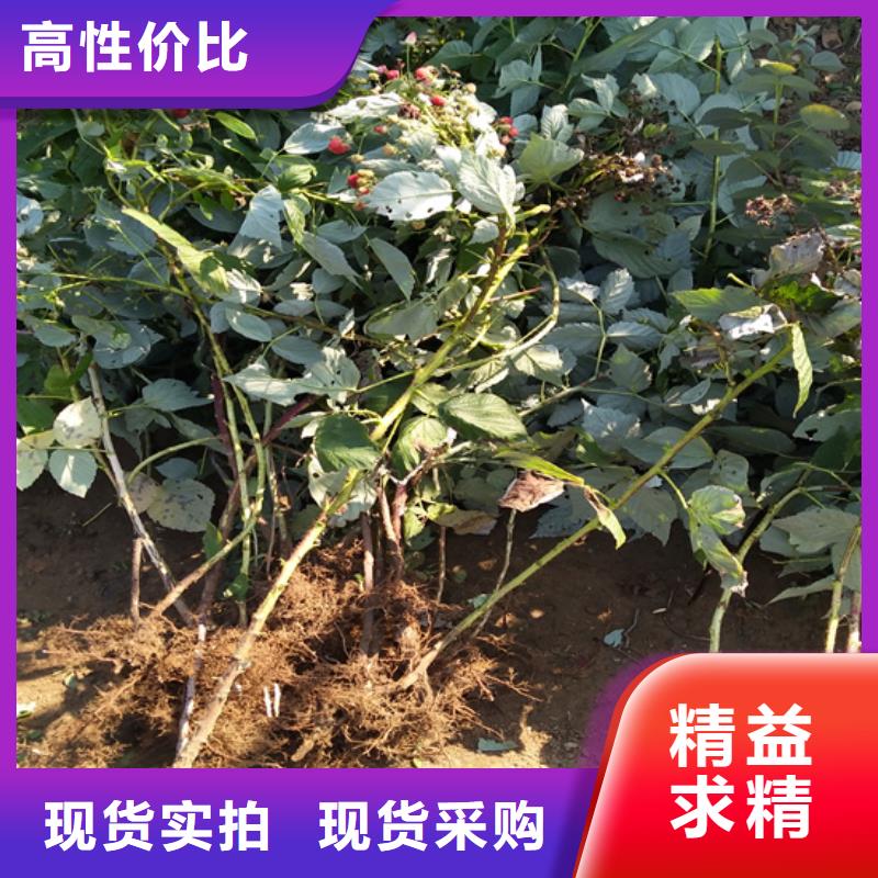 树莓苗成活率高