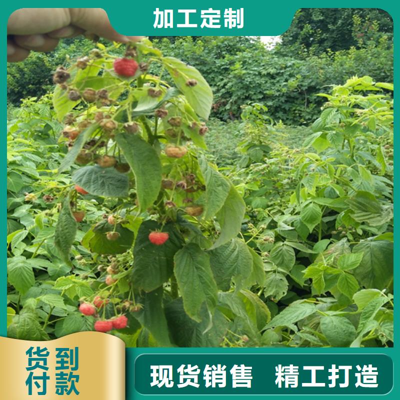 树莓苗价格