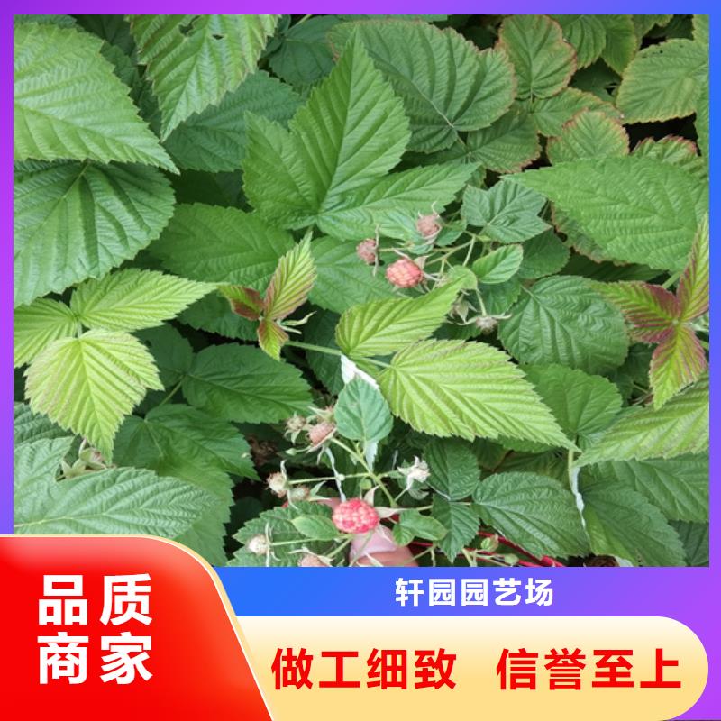 双季红树莓苗当年结果树