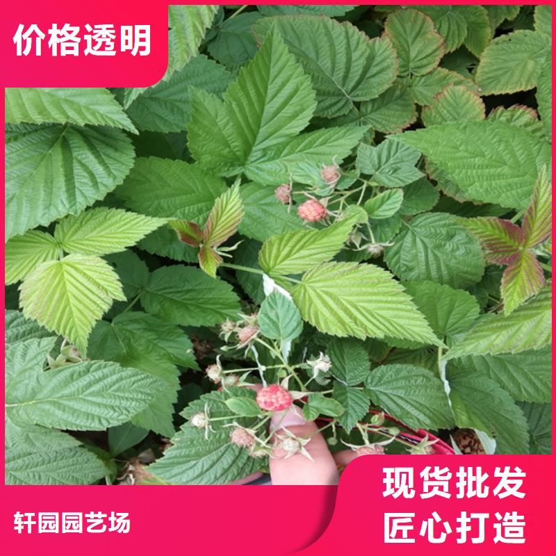 双季树莓苗怎么卖批发零售