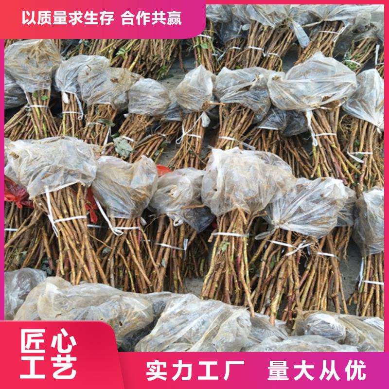 双季红树莓苗当年结果树