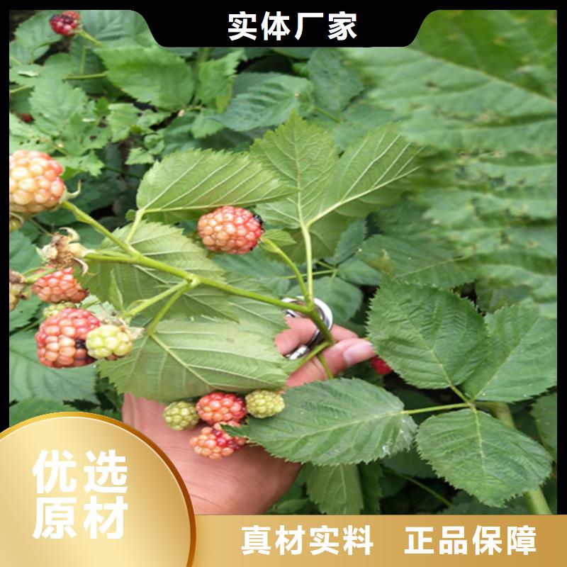 双季红树莓苗当年结果树