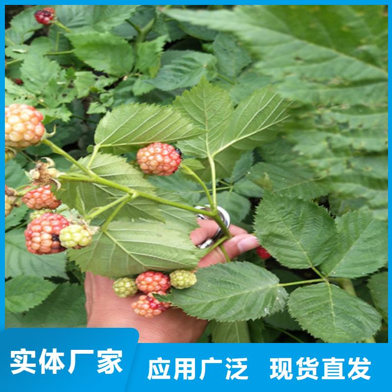 树莓石榴树实力优品