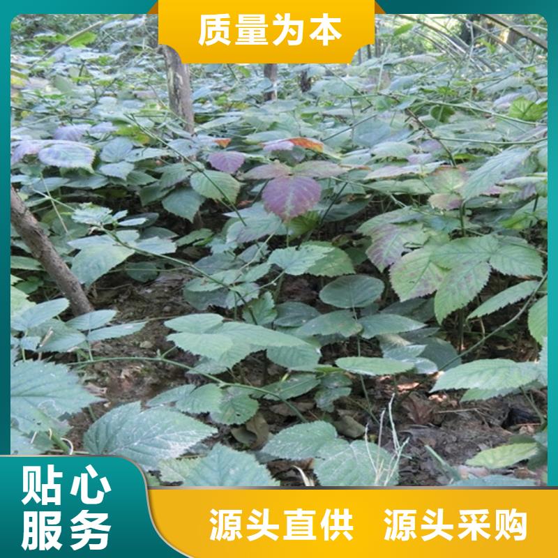 树莓苹果苗品种全