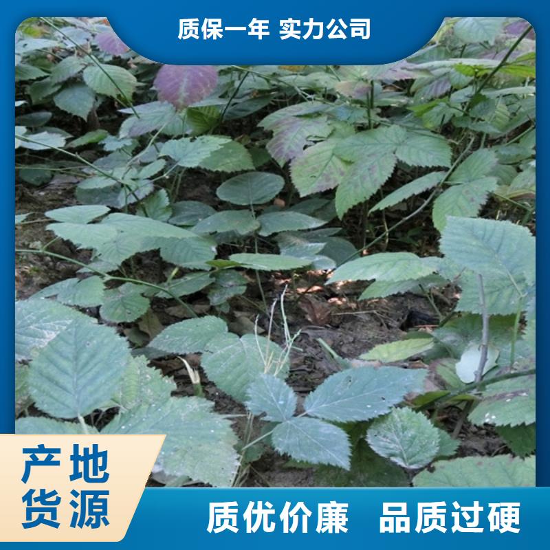树莓石榴树实力优品