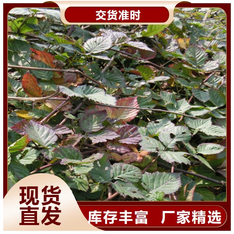 树莓石榴树实力优品