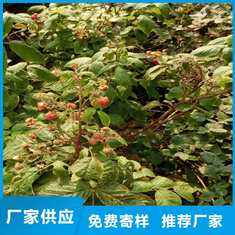 树莓苗成活率高