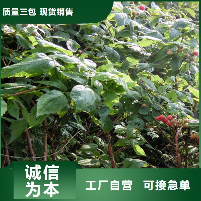 树莓苗成活率高