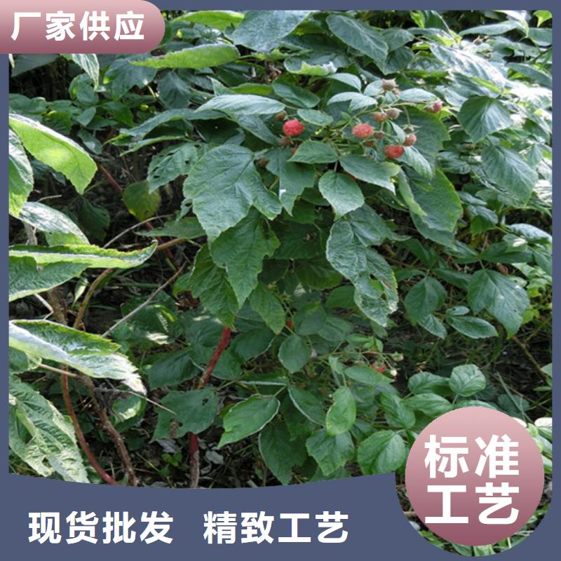 树莓苗成活率高