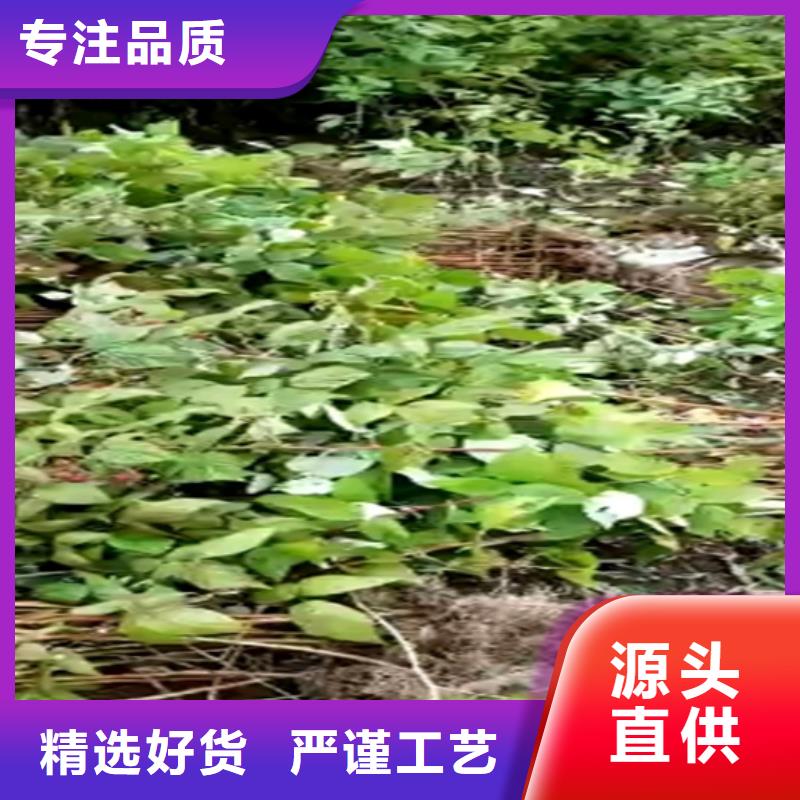 树莓苗成活率高