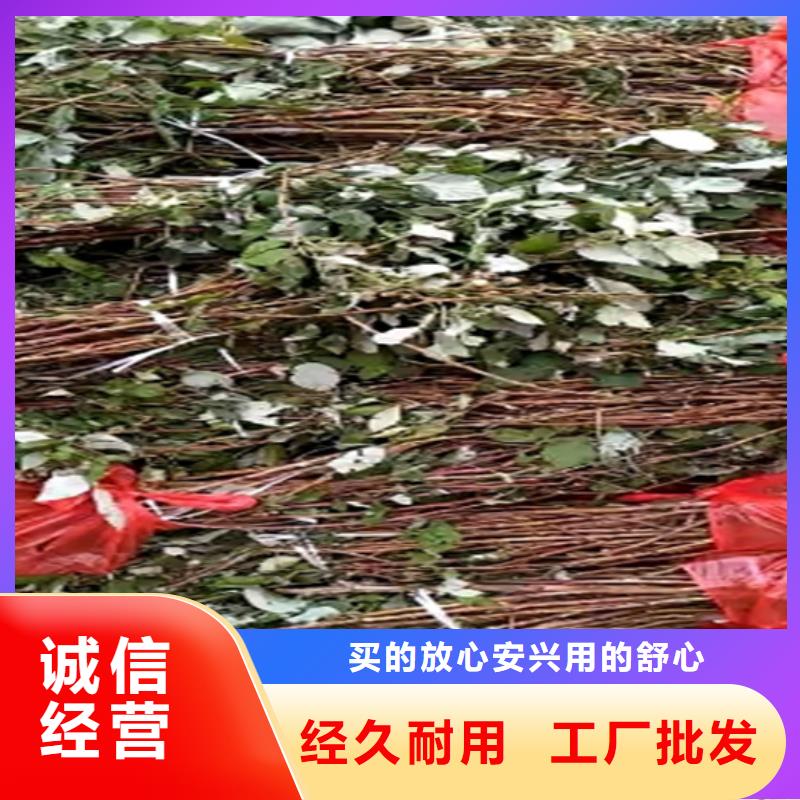 树莓苗成活率高