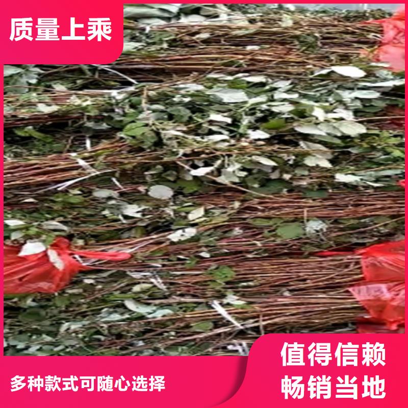 树莓苗成活率高