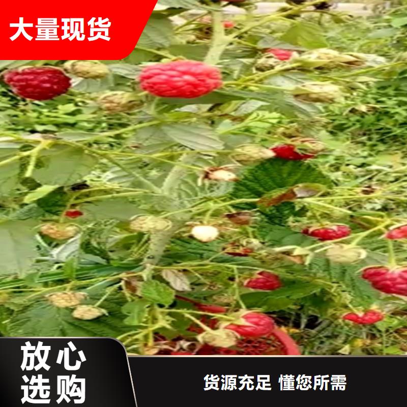 树莓苗成活率高
