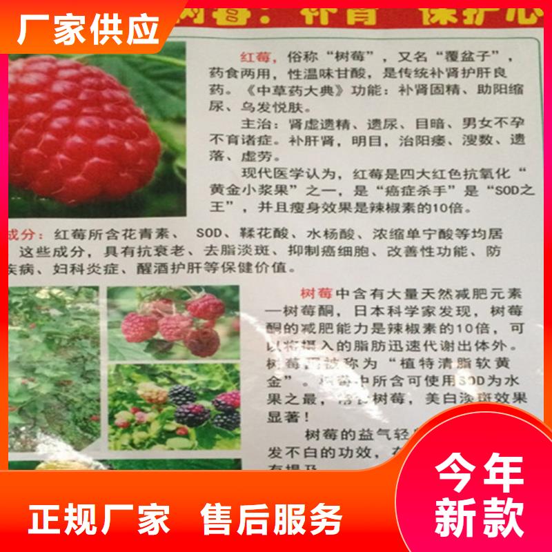 树莓苗成活率高