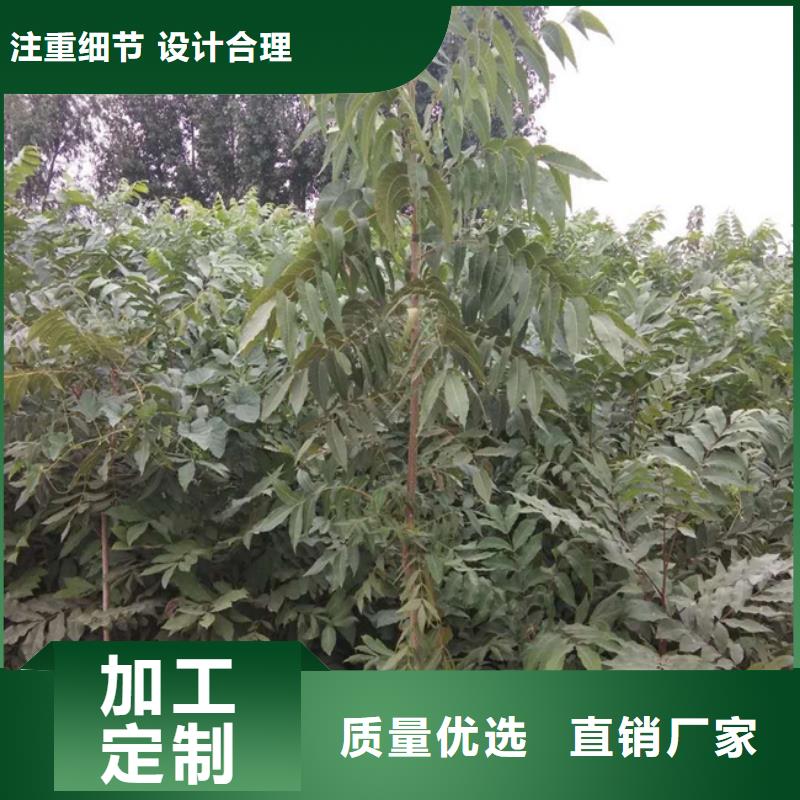 碧根果李子苗规格齐全实力厂家