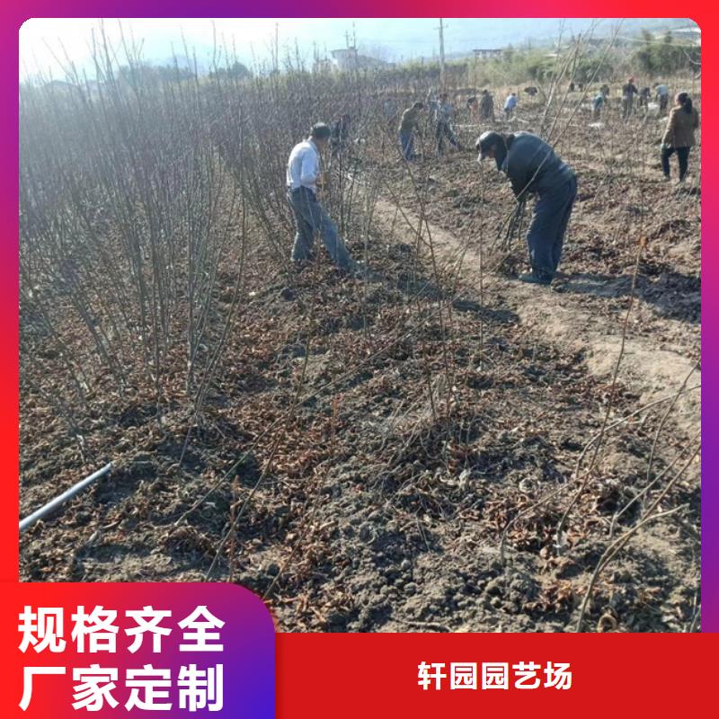 碧根果苹果苗当地货源